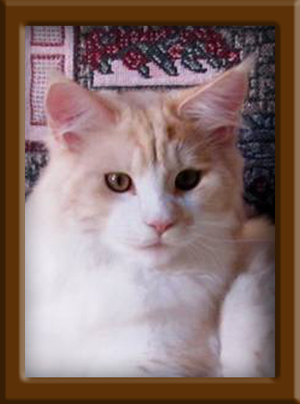 7 Month Old Future Maine Coon Stud 